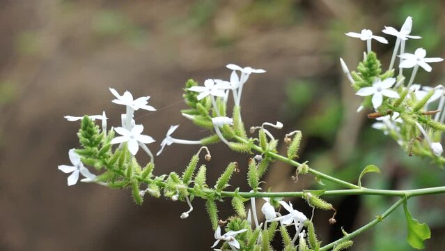 Plumbago zeylanica (Also called Daun encok, Ceylon leadwort, doctorbush, wild leadwort) on the tree. Early folk medicine used the crushed plant internally and externally as an abortifacient
