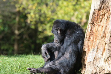 Chimpanzee à dos argenté