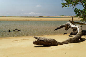 Baum liegt im Wasser am Kosi Bay Mouth, KwaZulu-Natal, Südafrika - obrazy, fototapety, plakaty