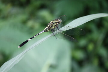 green dragonfly on a leaf
