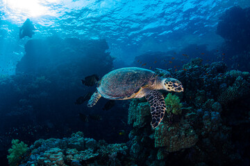 Schildkröte mit Putzefischen im Korallenriff