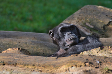 Chimpanzee à dos argenté