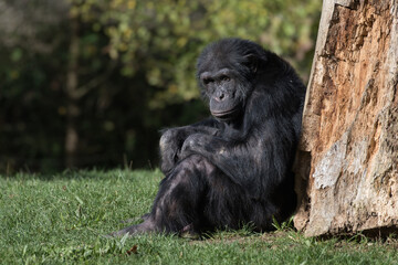 Chimpanzee à dos argenté