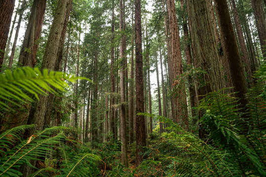Arcata Images – Browse 7,319 Stock Photos, Vectors, and Video | Adobe Stock