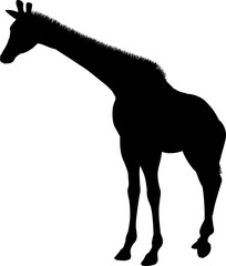 Obraz premium Giraffe Animal Silhouette
