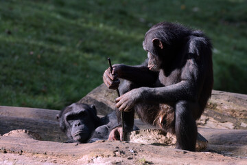 Chimpanzee à dos argenté