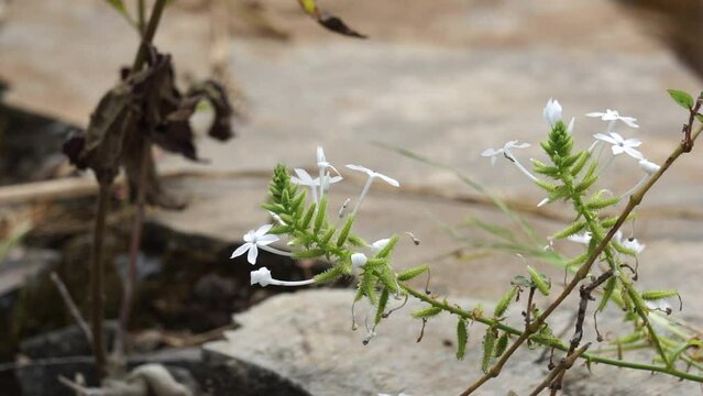 Plumbago zeylanica (Also called Daun encok, Ceylon leadwort, doctorbush, wild leadwort) on the tree. Early folk medicine used the crushed plant internally and externally as an abortifacient