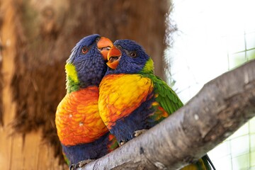 Rainbow lorikeets on a branch making love. 