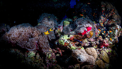 Bunte Fische in tropischem Korallenriff