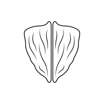 recommend clip art: shield shape walnut vector illustration outline line drawing