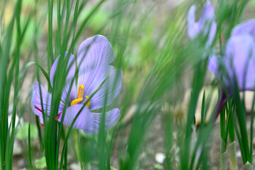 Flower of Crocus sativus, saffron crocus. with vivid crimson stigma and styles