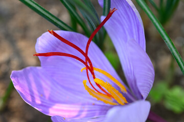 Flower of Crocus sativus, saffron crocus. with vivid crimson stigma and styles