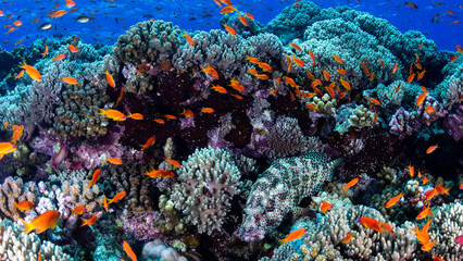 Naklejka premium Bunte Fische in tropischem Korallenriff