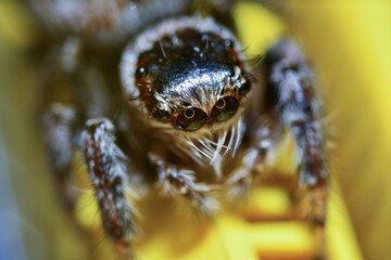 컴퓨터 메인보드에 나타난 Bug (휜눈썹 깡충거미)