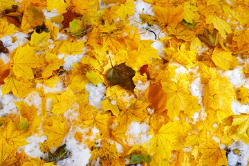 fallen yellow maple and birch leaves mixed with the first snow.