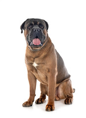  cane corso in studio