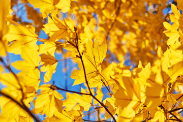 background with autumn yellow leaves in sunny day