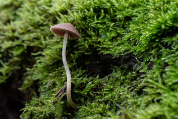 Nahaufnahme eines Pilzes im Wald