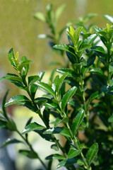 Japanes spindle Green Spire