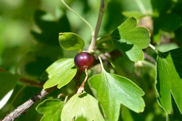 Golden currant