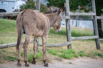 Zelfklevend Fotobehang donkey in the farm © WMPhotography 