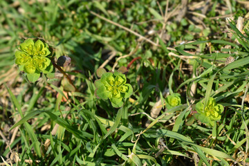 Obraz premium Sun spurge
