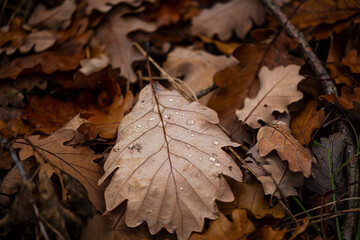 rain drops on the autumn leafs in the forest