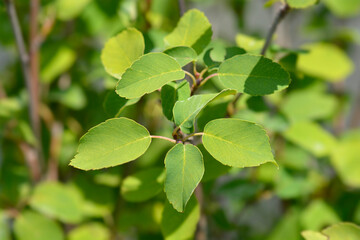 Alder-leaved serviceberry Obelisk