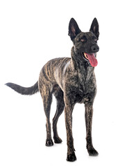 Dutch Shepherd in studio