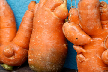 Ugly carrots isolated on blue color wall background. Healthy carrots vegetables grown like human body parts. Fresh Indian autumn vegetables.