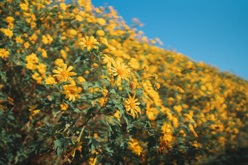 The big yellow lotus flower fields are full of beautiful plots.