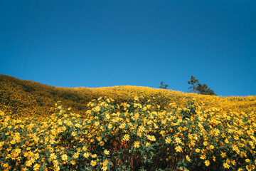 The big yellow lotus flower fields are full of beautiful plots.
