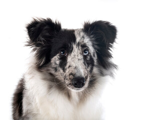 Shetland Sheepdog in studio