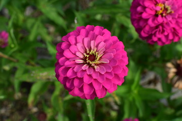 Obraz premium pink flower