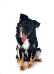 australian shepherd in studio