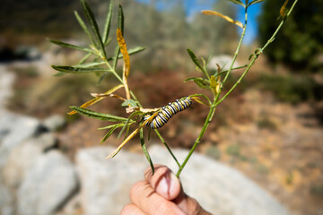 A Monarch Butterfly Larva being rescued from a field being developed for Residential Housing