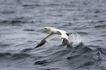 Northern gannet near the Scotland coast. Gannet is taking off from water. Nature in Europe. Marine life in the Baltic sea.