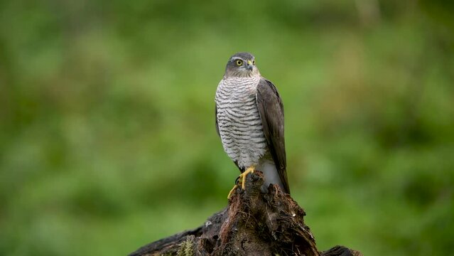 Sparrowhawk ( Accipiter nisus ) close up	