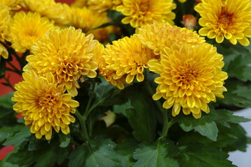 Beautiful flowers blooming in garden, Delicate dreamy image of beauty of nature, Selective Focus.