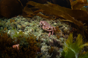 Cancer pagurus on the bottom. Crabs on the scotland coast. Nature in Europe. Marine life in the Baltic sea. 