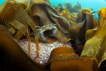 Velvet crab on the bottom. Crabs on the scotland coast. Nature in Europe. Marine life in the Baltic...