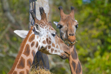 girafe
