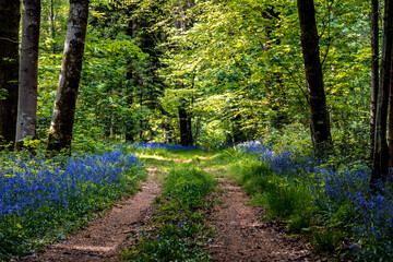 Chemin dans les bois au printemps