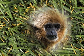 Singe
