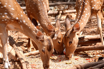 Spotted deer eating in group, indian deer
