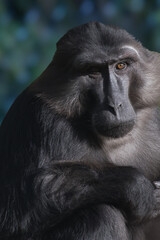 Singe