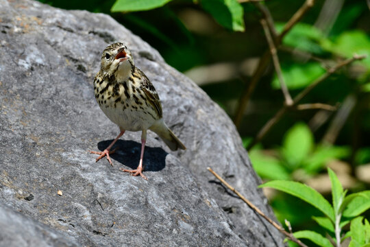 Tree Pipit // Baumpieper (Anthus trivialis)
