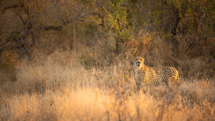 A cheetah male walking (Acinonyx jubatus) in evening light, Timbavati Game Reserve, South Africa.