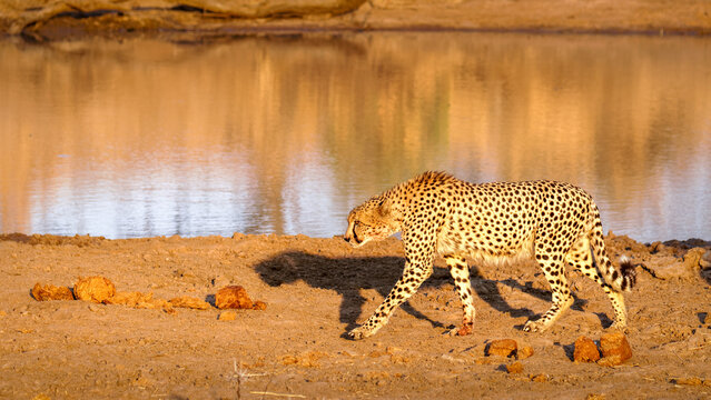 A cheetah male walking (Acinonyx jubatus) in evening light, Timbavati Game Reserve, South Africa.