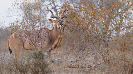 Fototapeta premium A male greater kudu ( Tragelaphus Strepsiceros) in early morning, Timbavati Game Reserve, South Africa.